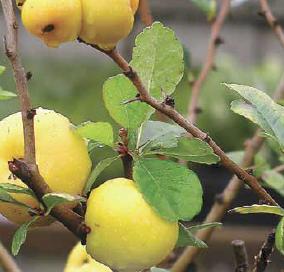 Svarainis – citrina iš mūsų kaimo